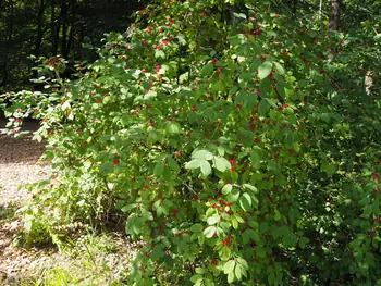 Rowan or mountain-ash (Sorbus aucuparia)